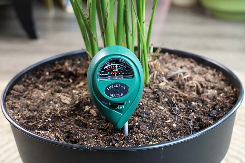 beginner gardening tips