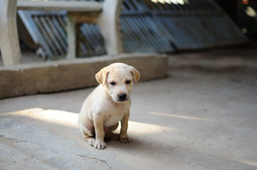 Puppy Training Ideas