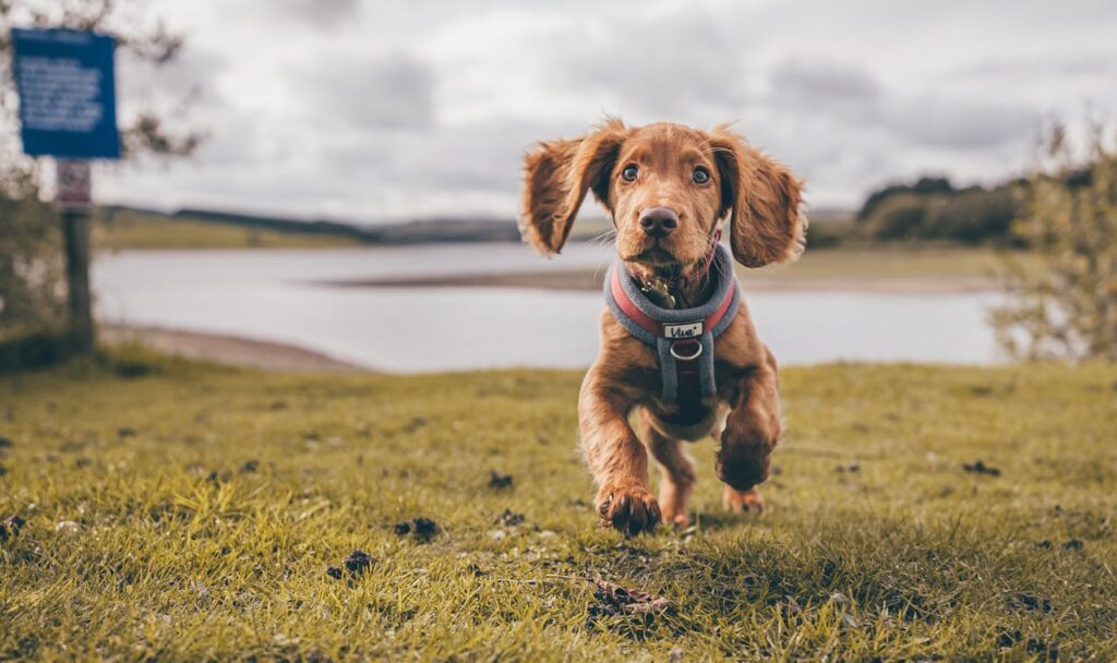 Puppy Training Ideas