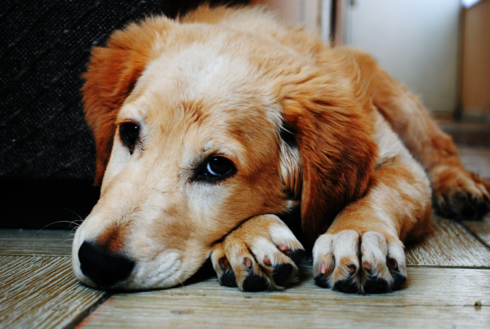 Common Behavioral Problems in Dogs and How to Fix Them - MyTrendyBlog