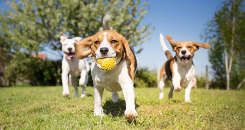 What Is Puppy Socialization