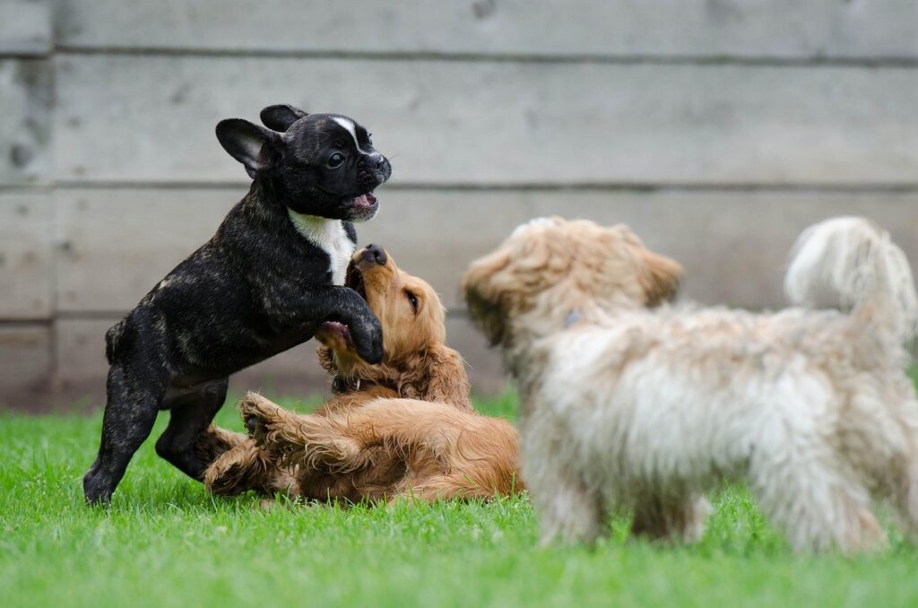 What Is Puppy Socialization