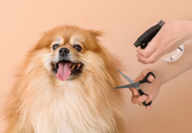 Best Pet Accessories