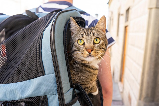 How to Travel with Pets