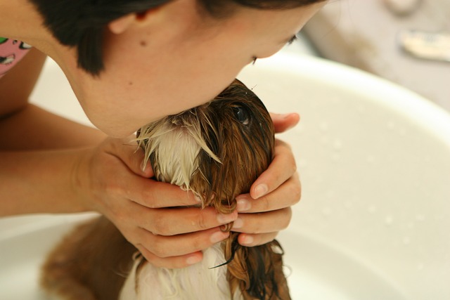 Pet Grooming Tips