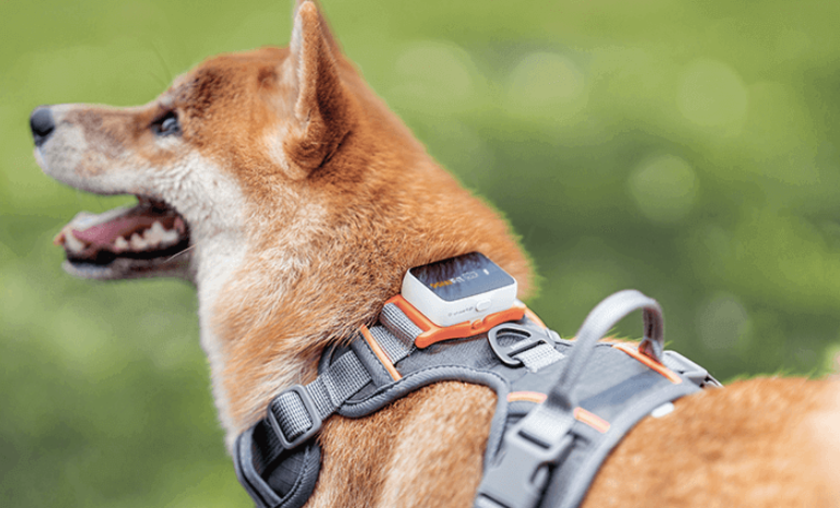 Best GPS Trackers for Dogs and Cats