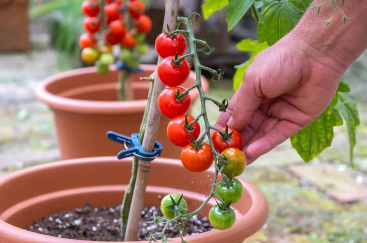 How to Grow Tomatoes in Pots