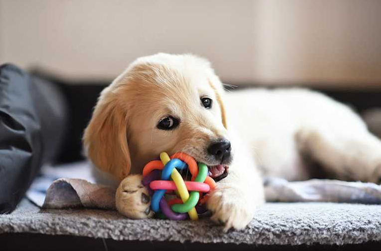 Interactive Toys to Keep Your Dog Entertained