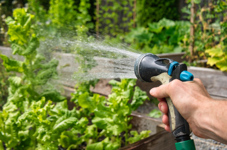 organic vegetable garden
