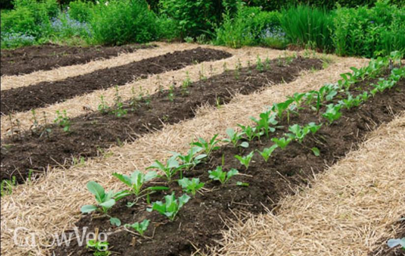 Organic Vegetable Garden