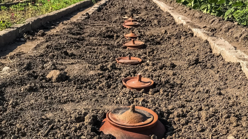 Organic Vegetable Garden