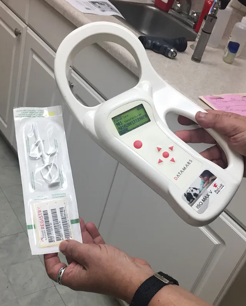 How to Travel With Your Dog