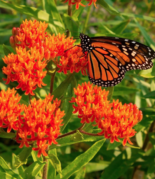 Butterfly-Friendly Garden