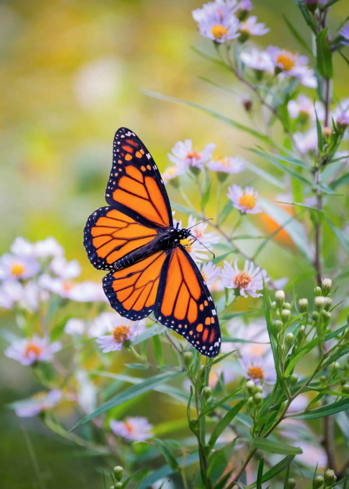 Butterfly-Friendly Garden
