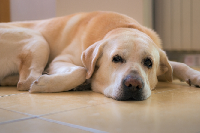 Signs Your Pet Needs a Vet