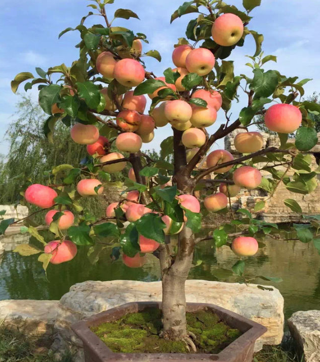Best Fruit Trees